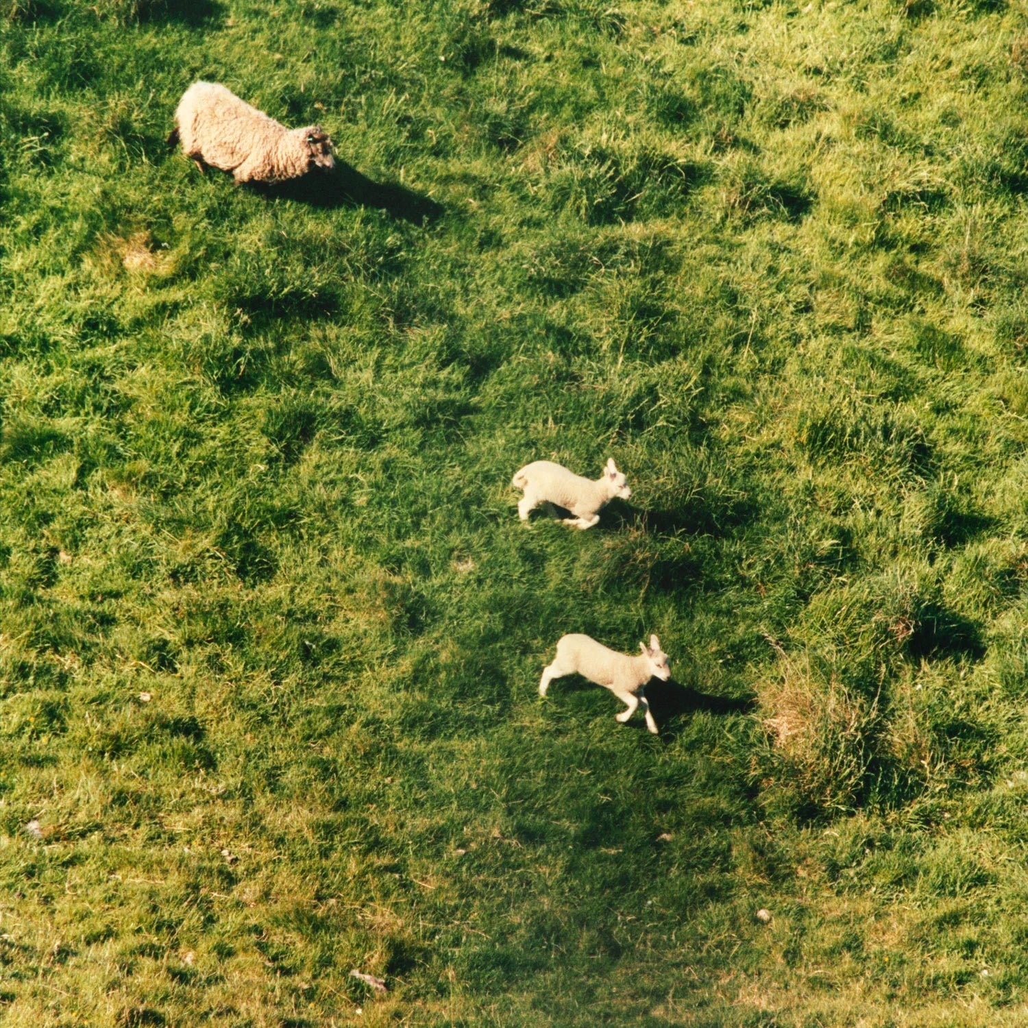Pringle of Scotland photograph of sheep in a meadow