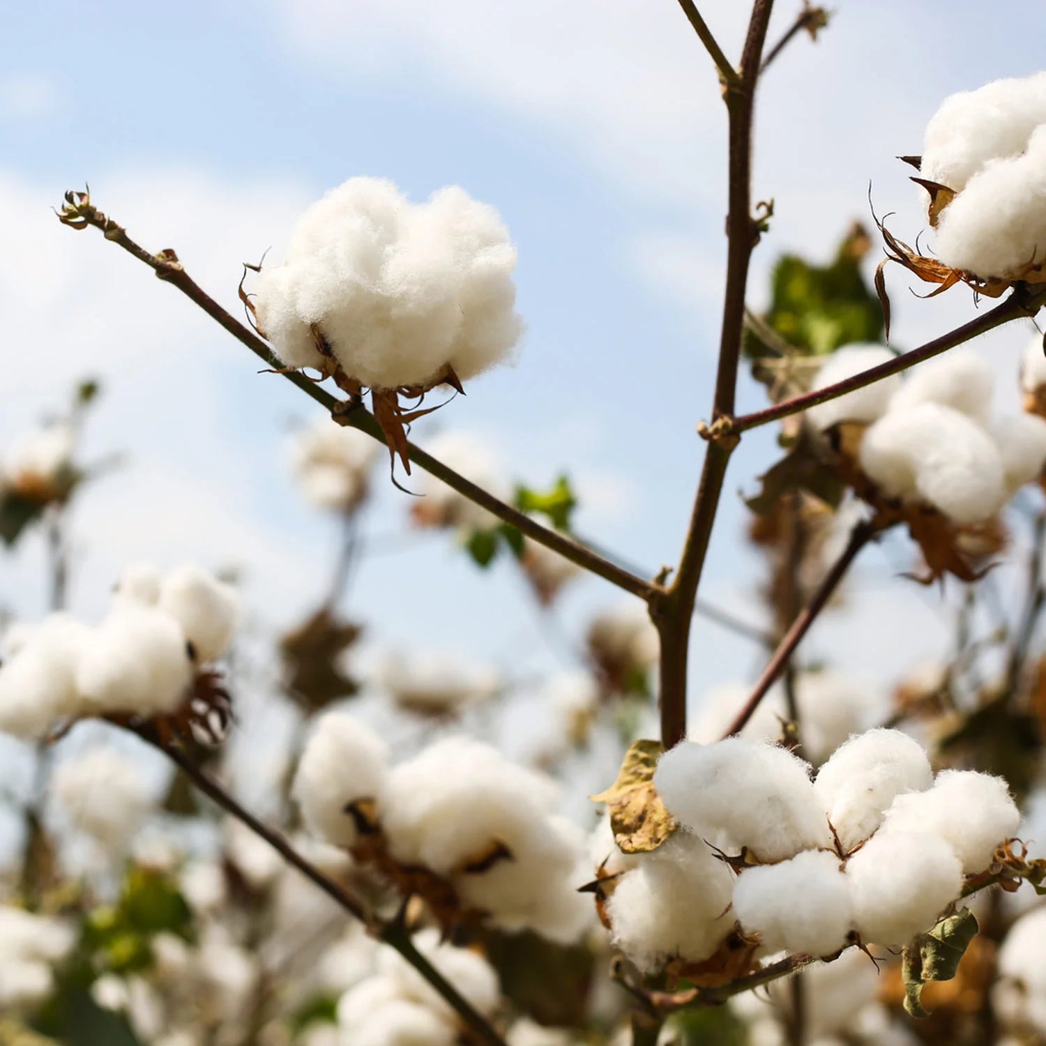 Pringle of Scotland image showing cotton flower on bush